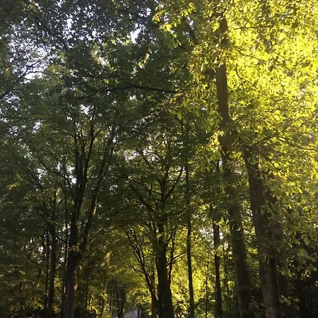 In De Aap Gelogeerd Άπελντουρν