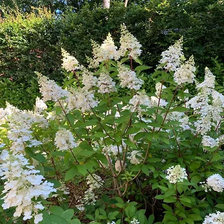 In De Aap Gelogeerd 3* Άπελντουρν