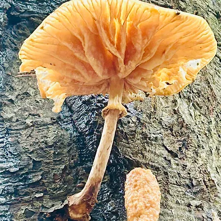 Πανσιόν In De Aap Gelogeerd 3*