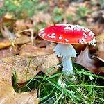 Pensjonat In De Aap Gelogeerd