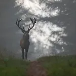 Pensjonat In De Aap Gelogeerd