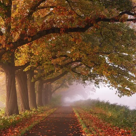 In De Aap Gelogeerd Konukevi