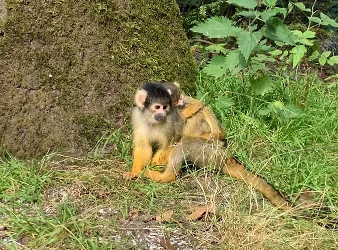 In De Aap Gelogeerd Konukevi 3*