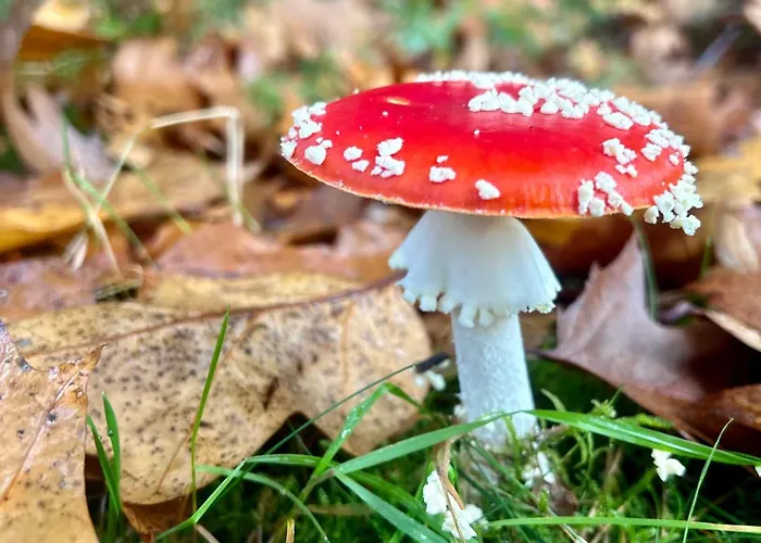 Konukevi In De Aap Gelogeerd