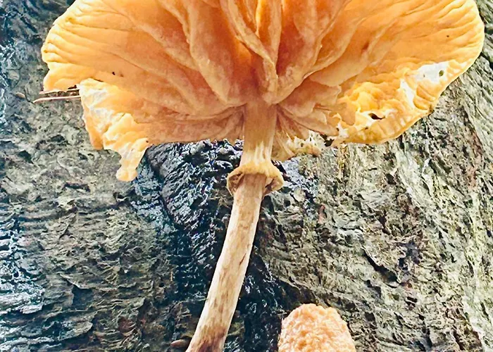 Konukevi In De Aap Gelogeerd 3*