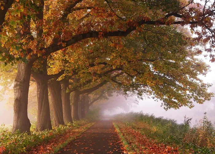 In De Aap Gelogeerd Konukevi