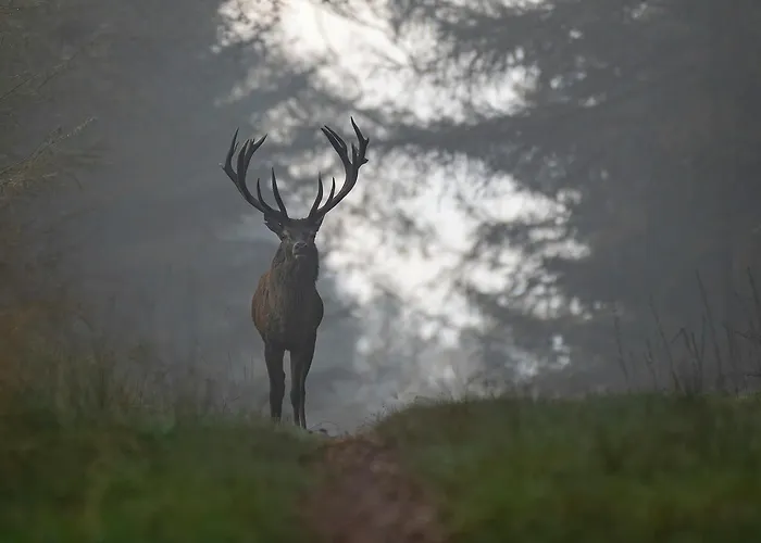 Konukevi In De Aap Gelogeerd